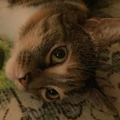 my cat :3